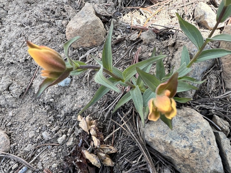 Wenatchee Indian Paintbrush photo 6