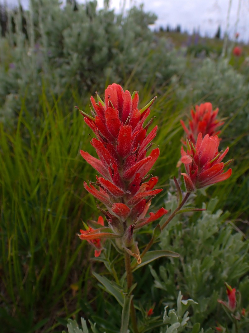 Wenatchee Indian Paintbrush photo 7