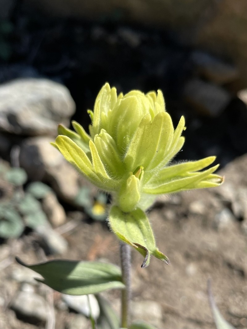 Wenatchee Indian Paintbrush photo 8