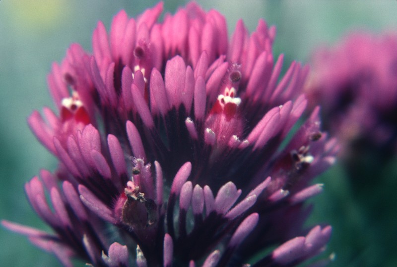 Exserted Indian Paintbrush photo 2