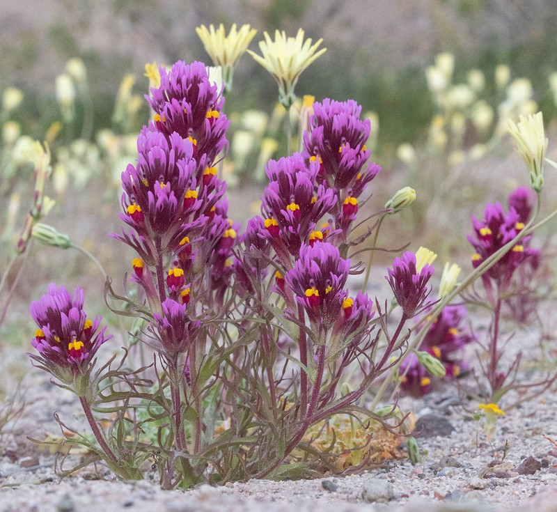 Exserted Indian Paintbrush photo 3