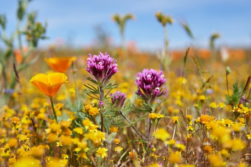 Exserted Indian Paintbrush photo 4