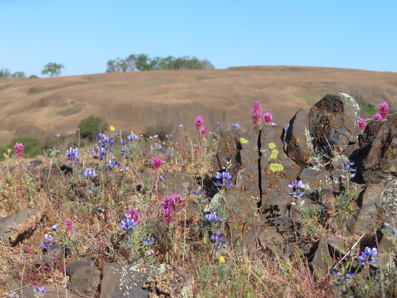 Exserted Indian Paintbrush photo 5