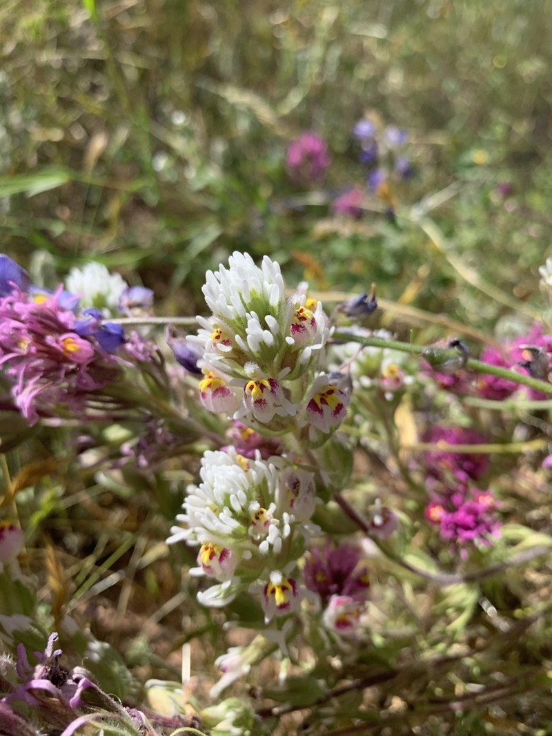 Exserted Indian Paintbrush photo 6