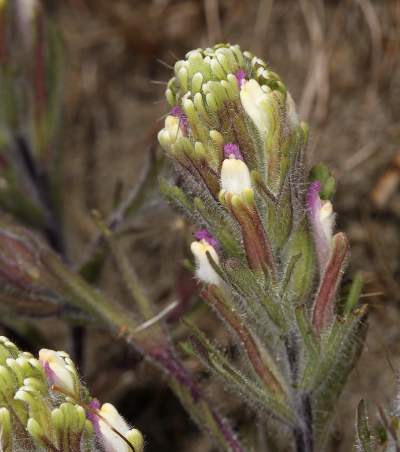 Exserted Indian Paintbrush photo 7