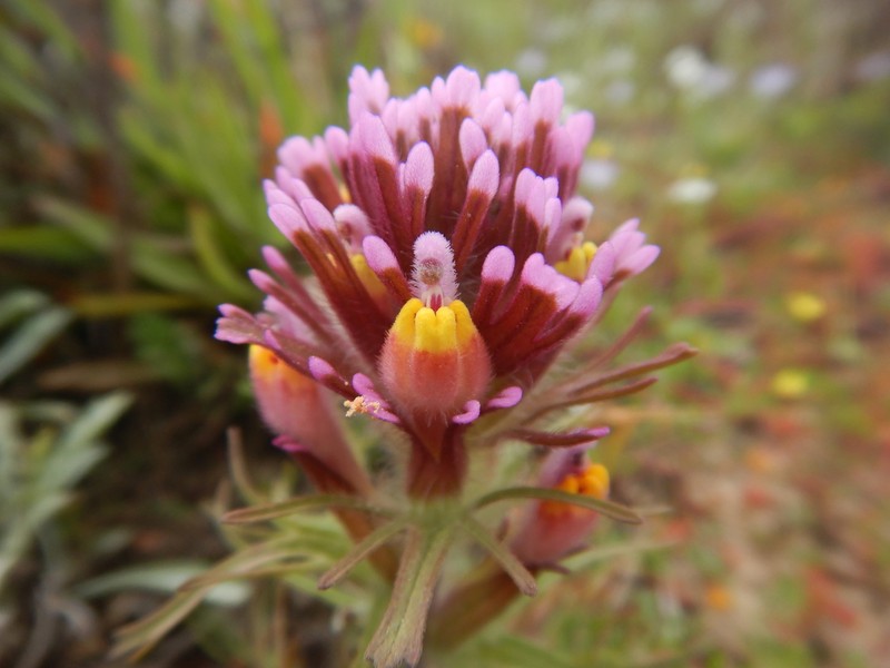 Exserted Indian Paintbrush photo 8
