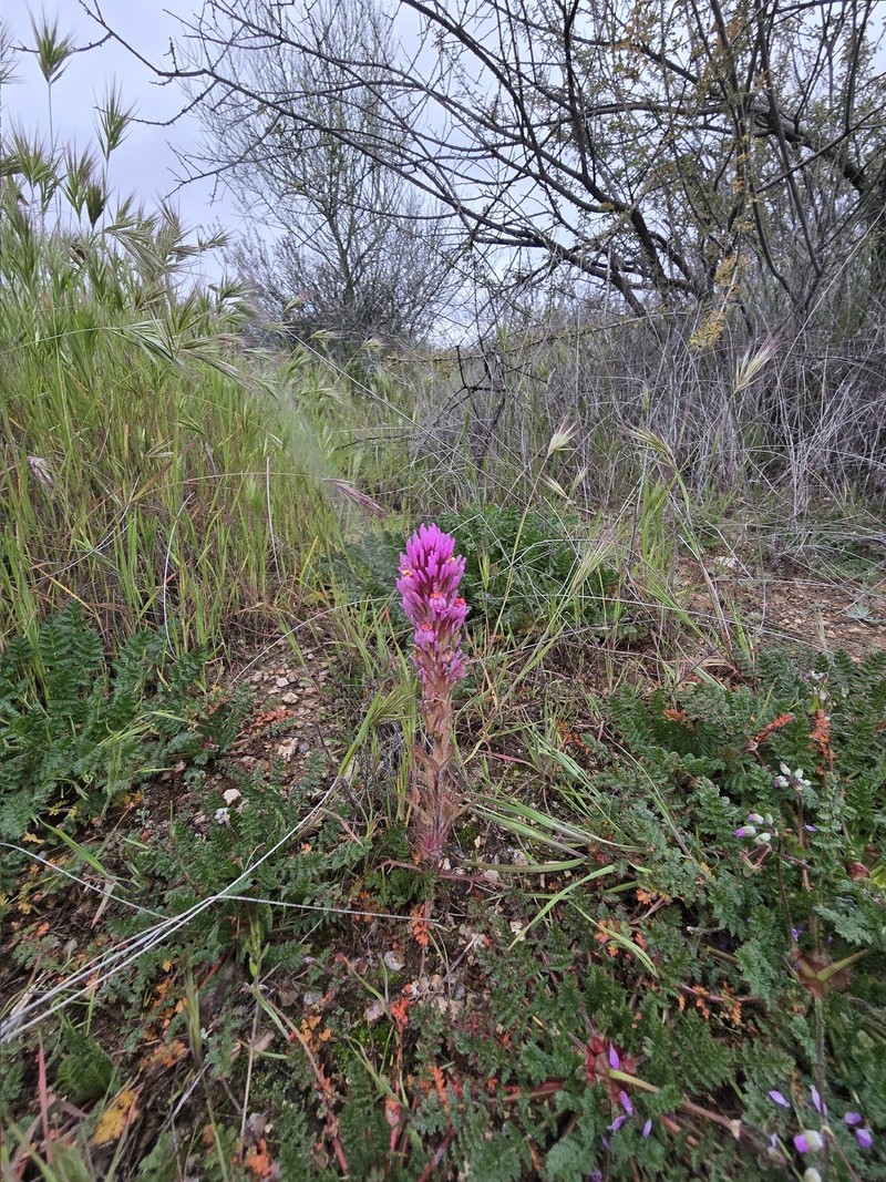 Castilleja exserta var. exserta