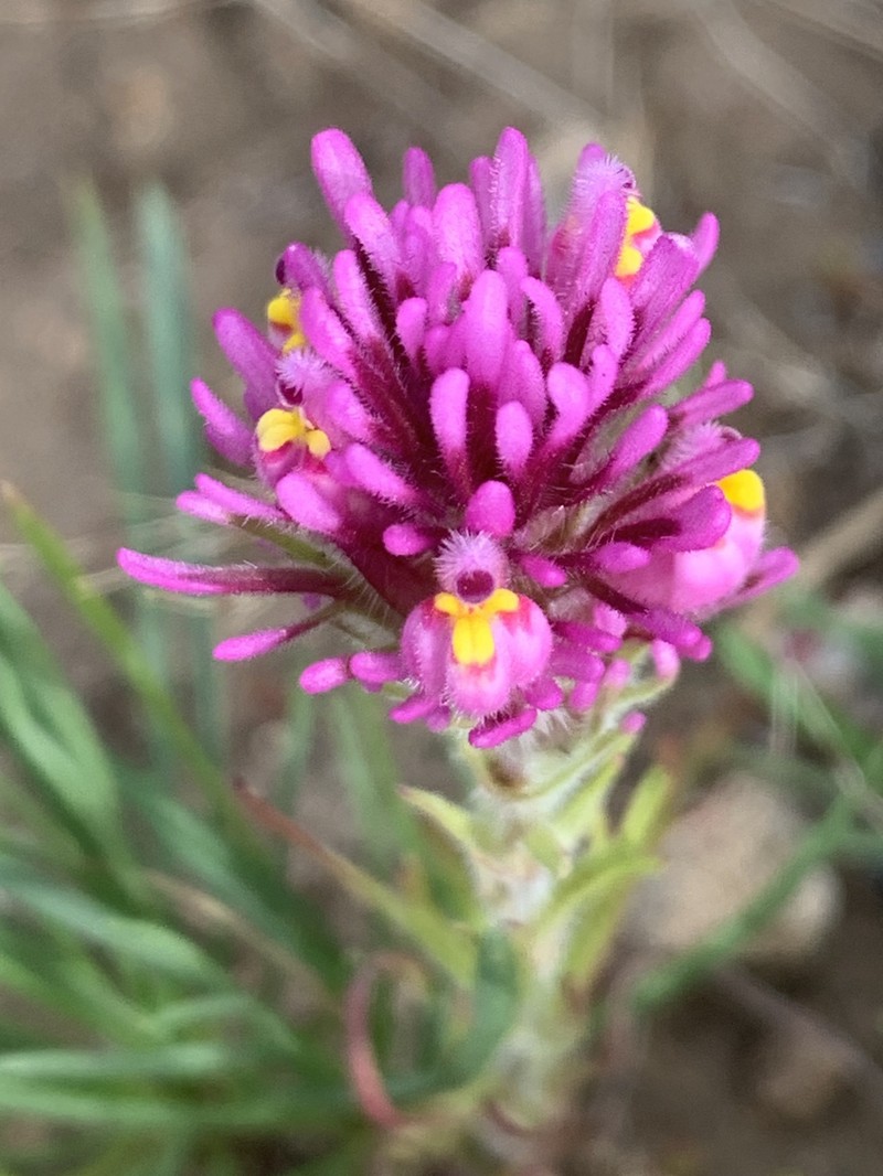 Castilleja exserta var. exserta photo 2