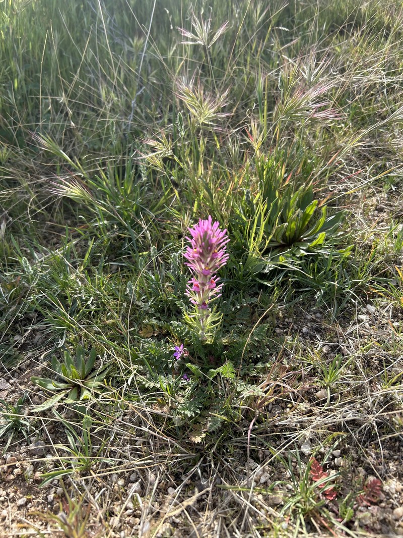 Castilleja exserta var. exserta photo 3