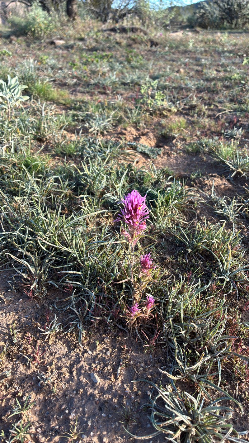 Castilleja exserta var. exserta photo 4