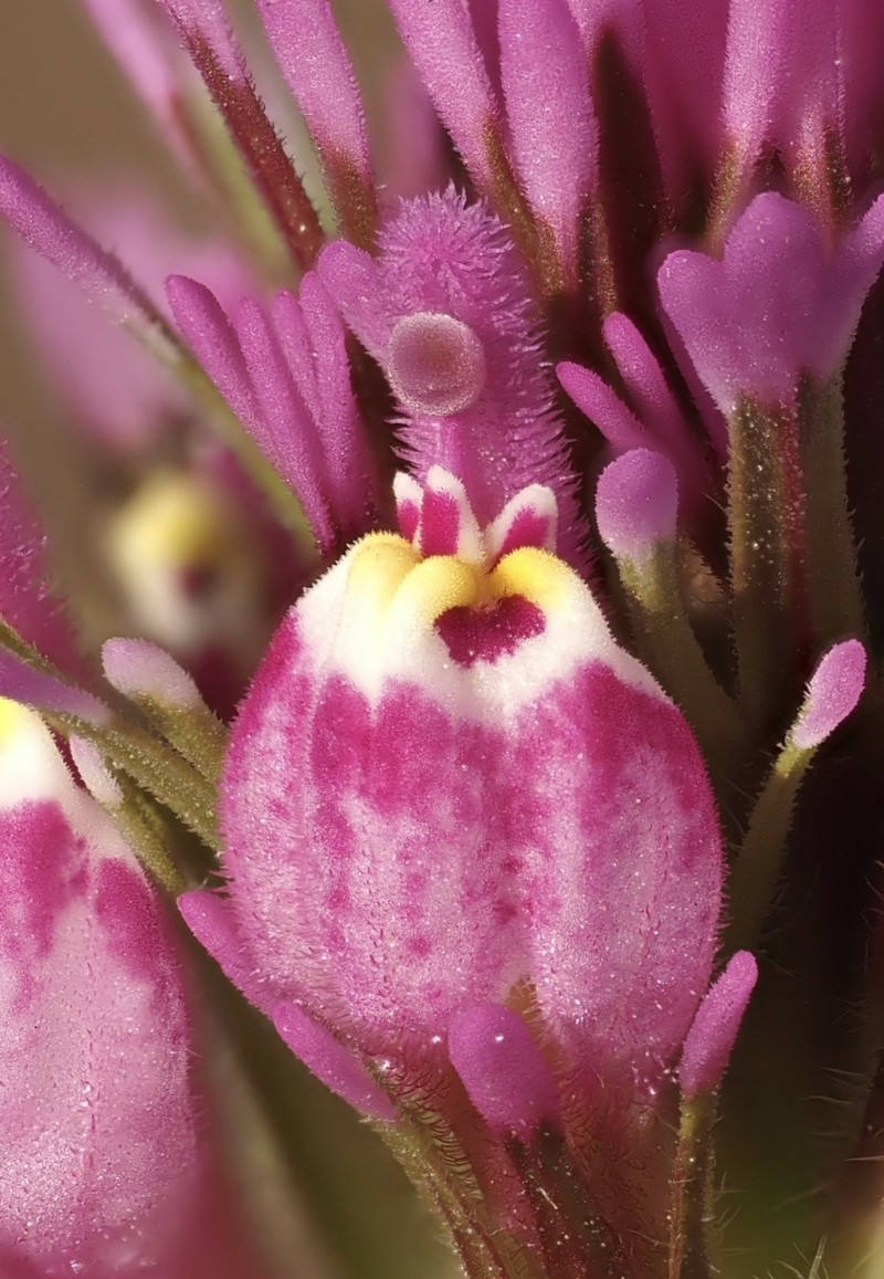 Castilleja exserta var. exserta photo 5