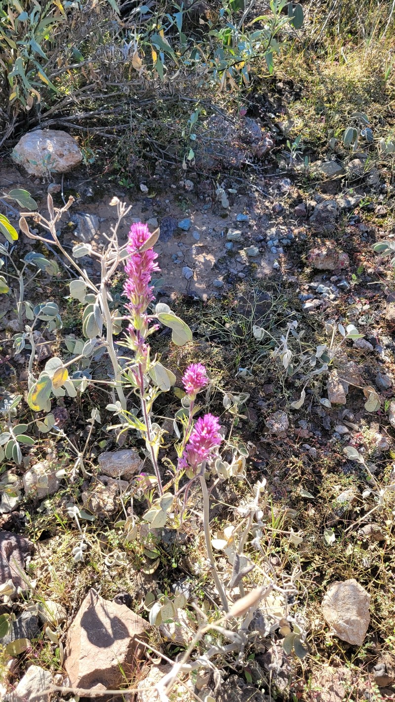 Castilleja exserta var. exserta photo 6