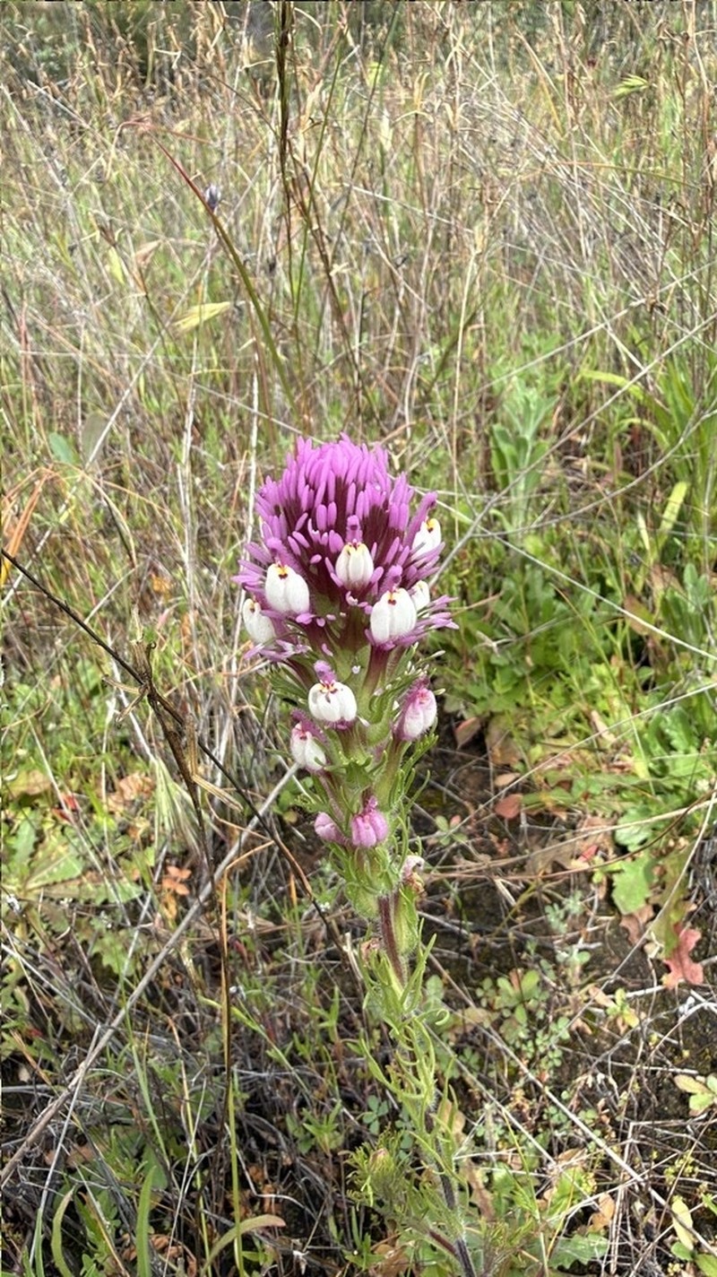 Castilleja exserta var. exserta photo 7