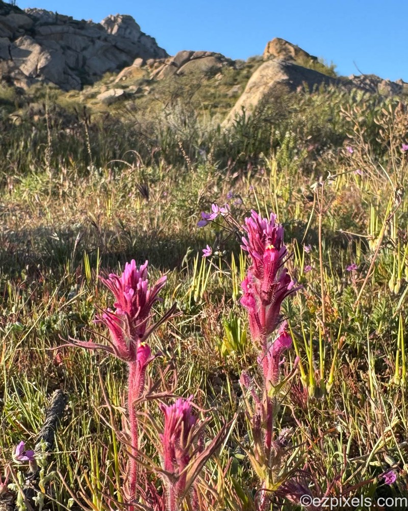 Castilleja exserta var. exserta photo 8
