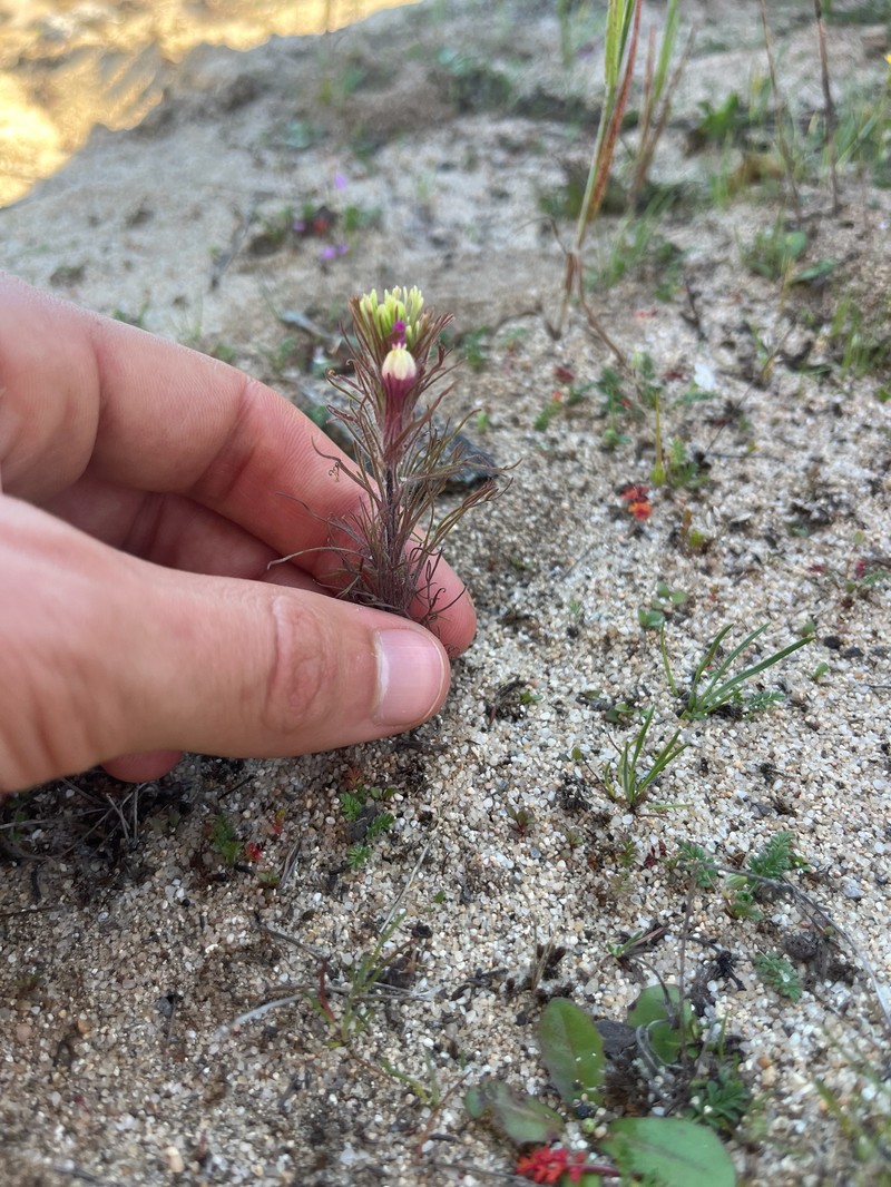 Castilleja exserta var. latifolia