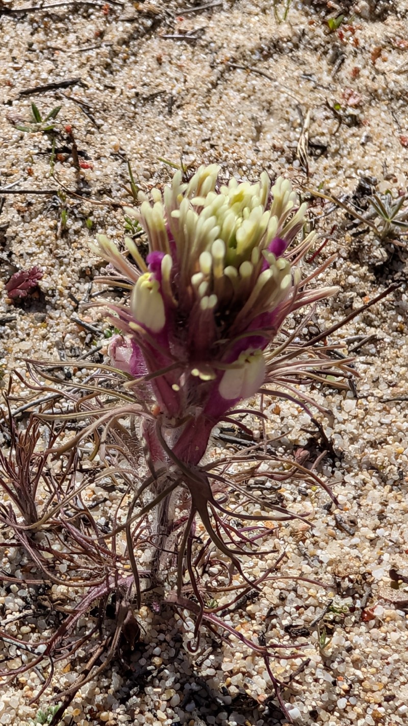 Castilleja exserta var. latifolia photo 2
