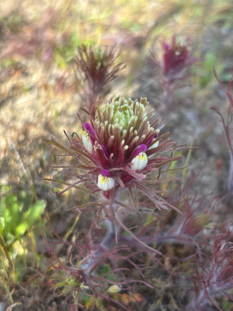 Castilleja exserta var. latifolia photo 3