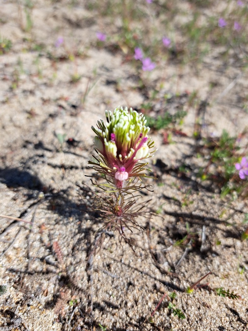 Castilleja exserta var. latifolia photo 4