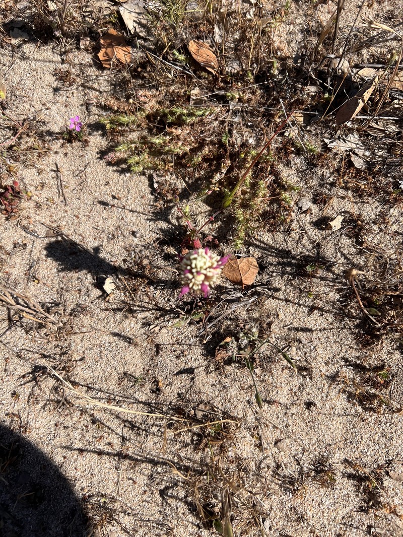 Castilleja exserta var. latifolia photo 5