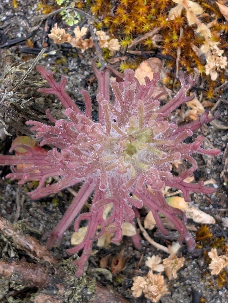 Castilleja exserta var. latifolia photo 6