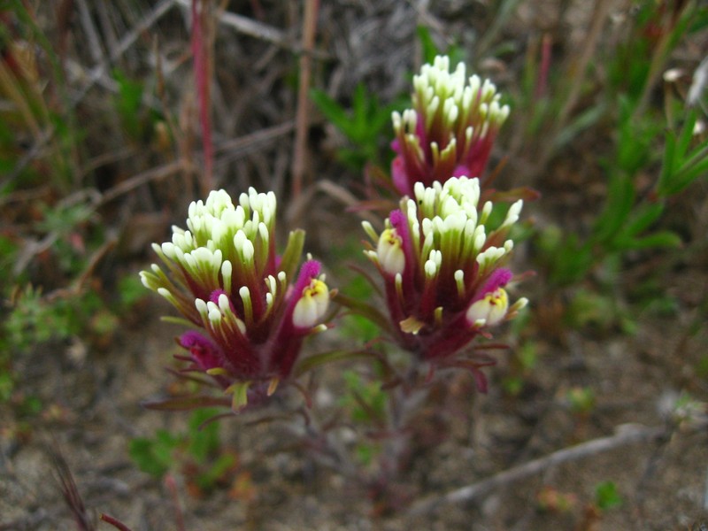 Castilleja exserta var. latifolia photo 7