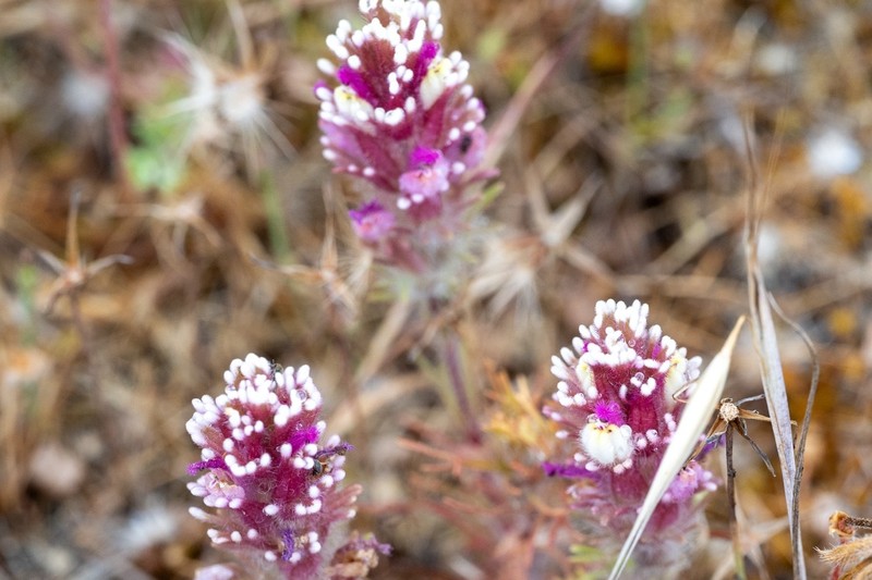 Castilleja exserta var. latifolia photo 8