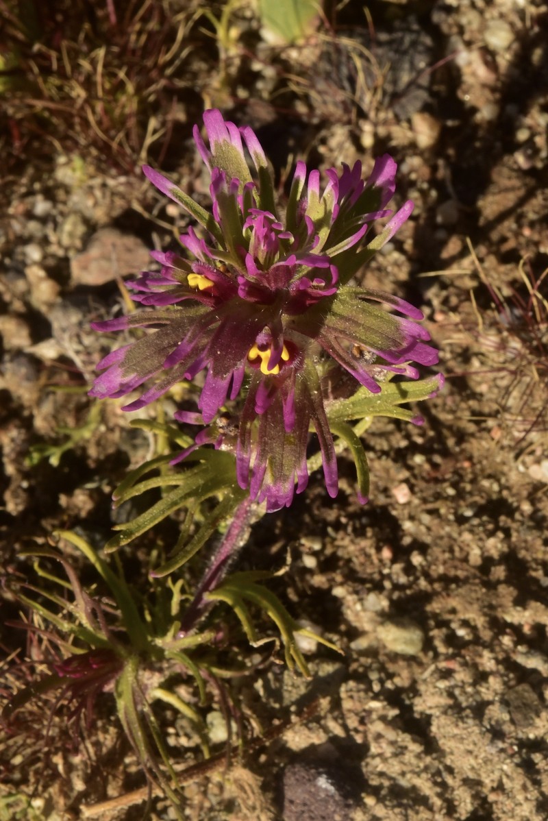 Castilleja exserta var. venusta