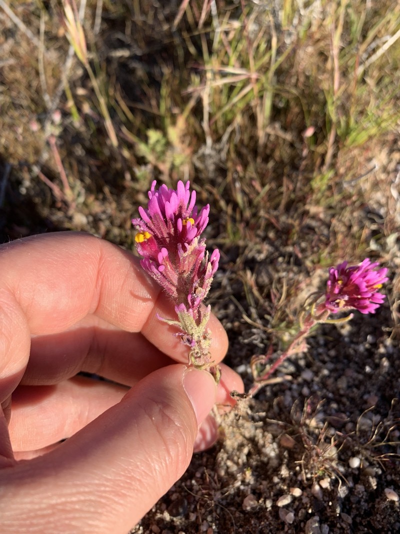 Castilleja exserta var. venusta photo 2