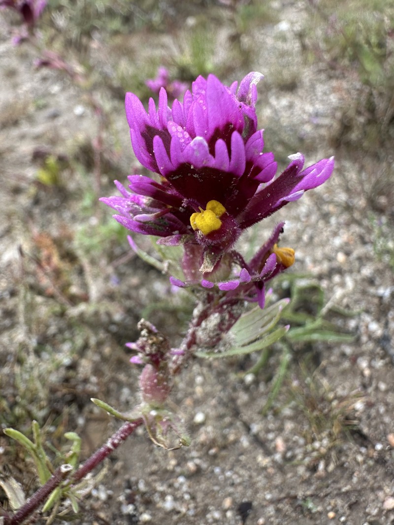 Castilleja exserta var. venusta photo 3