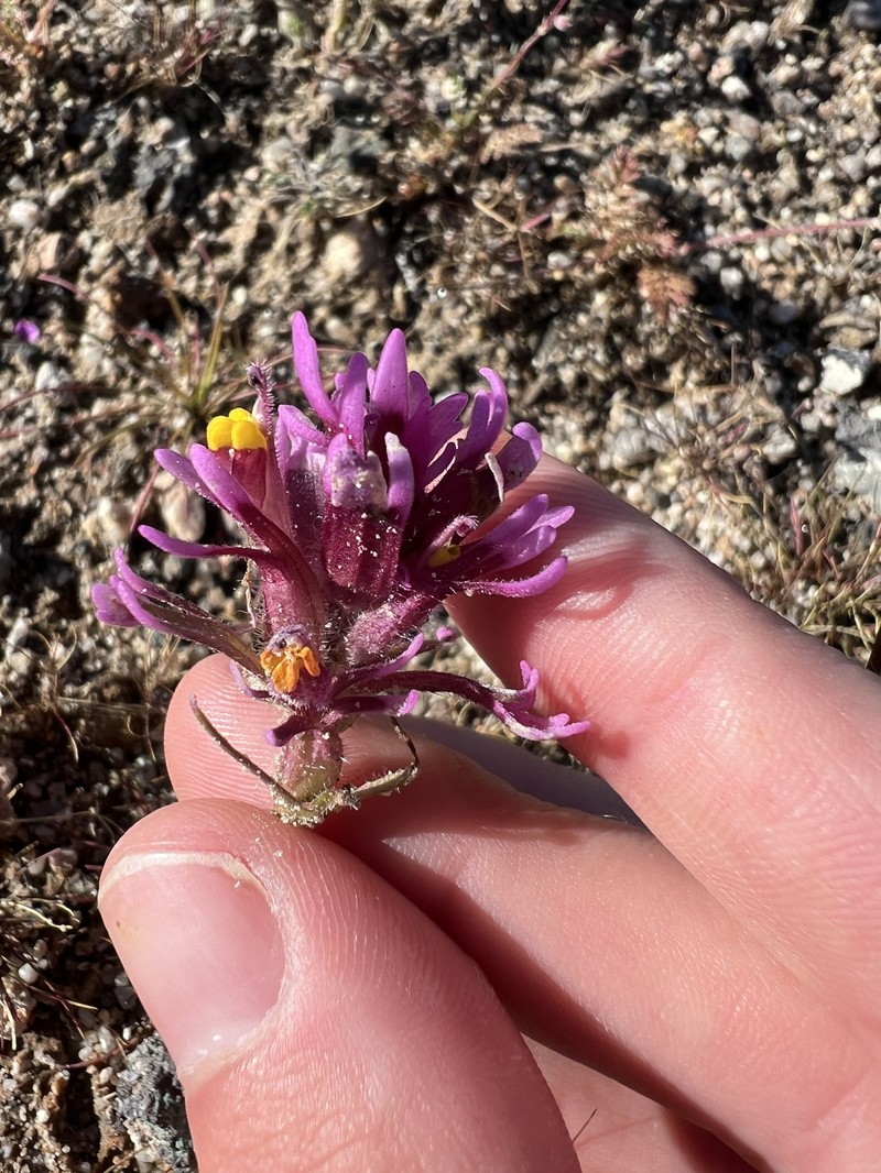 Castilleja exserta var. venusta photo 4