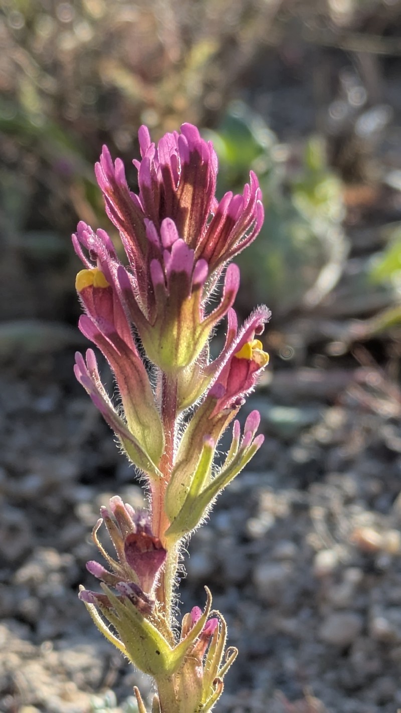 Castilleja exserta var. venusta photo 5