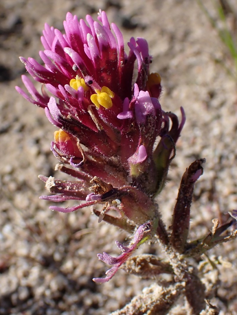 Castilleja exserta var. venusta photo 6
