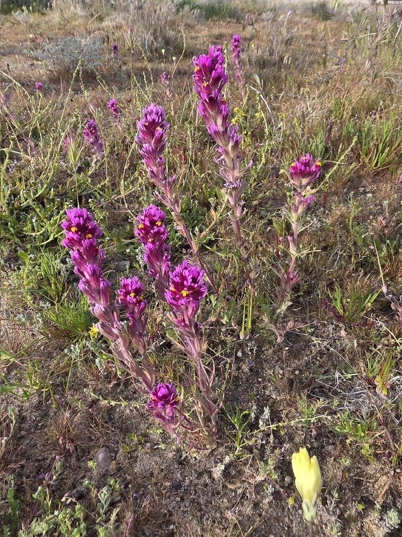 Castilleja exserta var. venusta photo 7