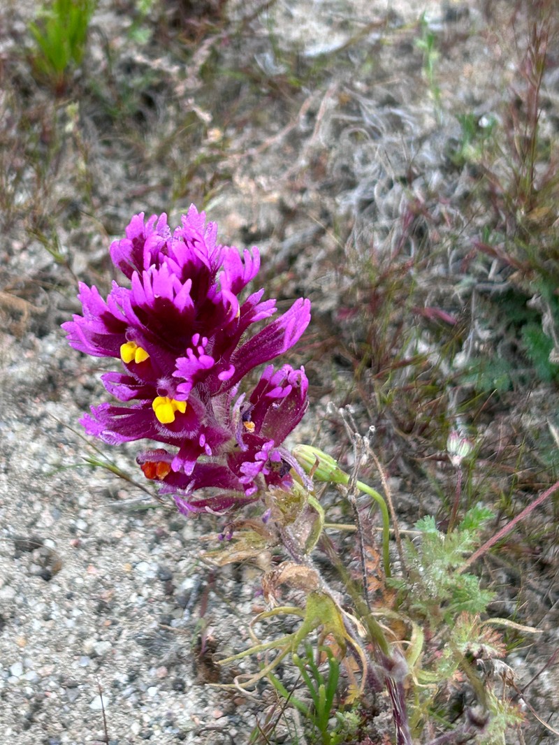 Castilleja exserta var. venusta photo 8