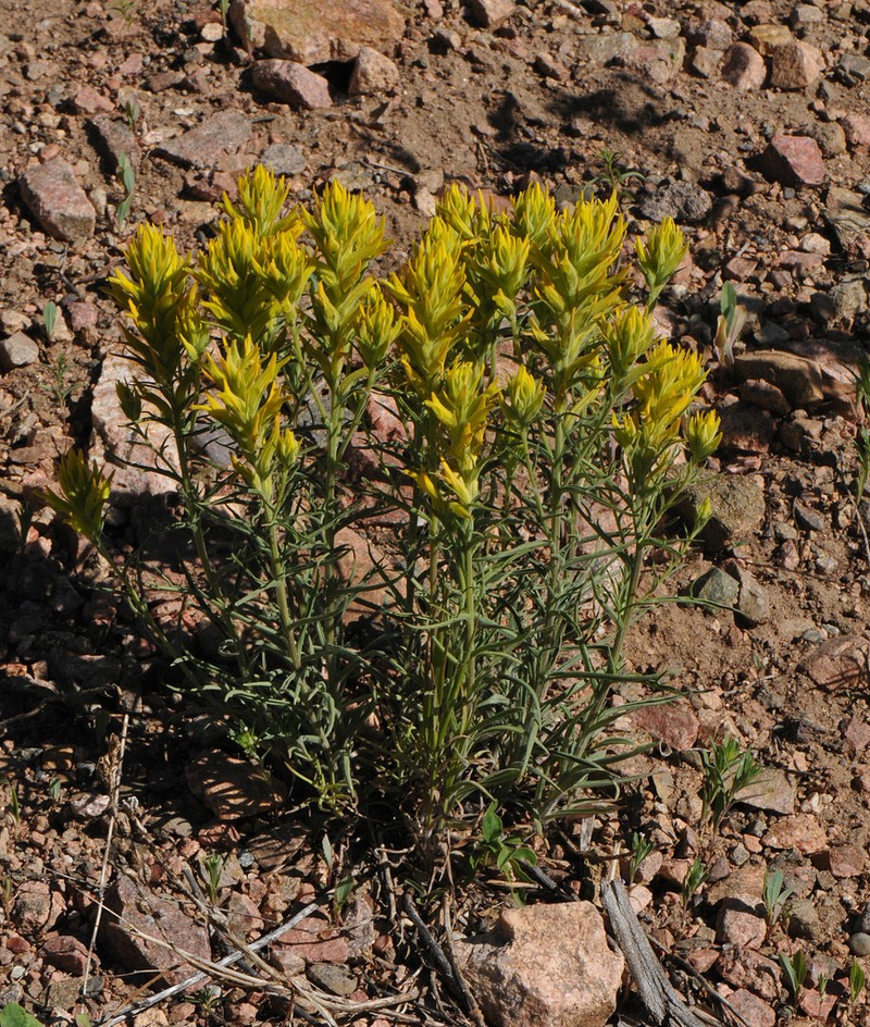 Yellow Indian Paintbrush