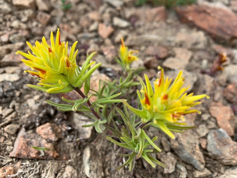 Yellow Indian Paintbrush photo 2