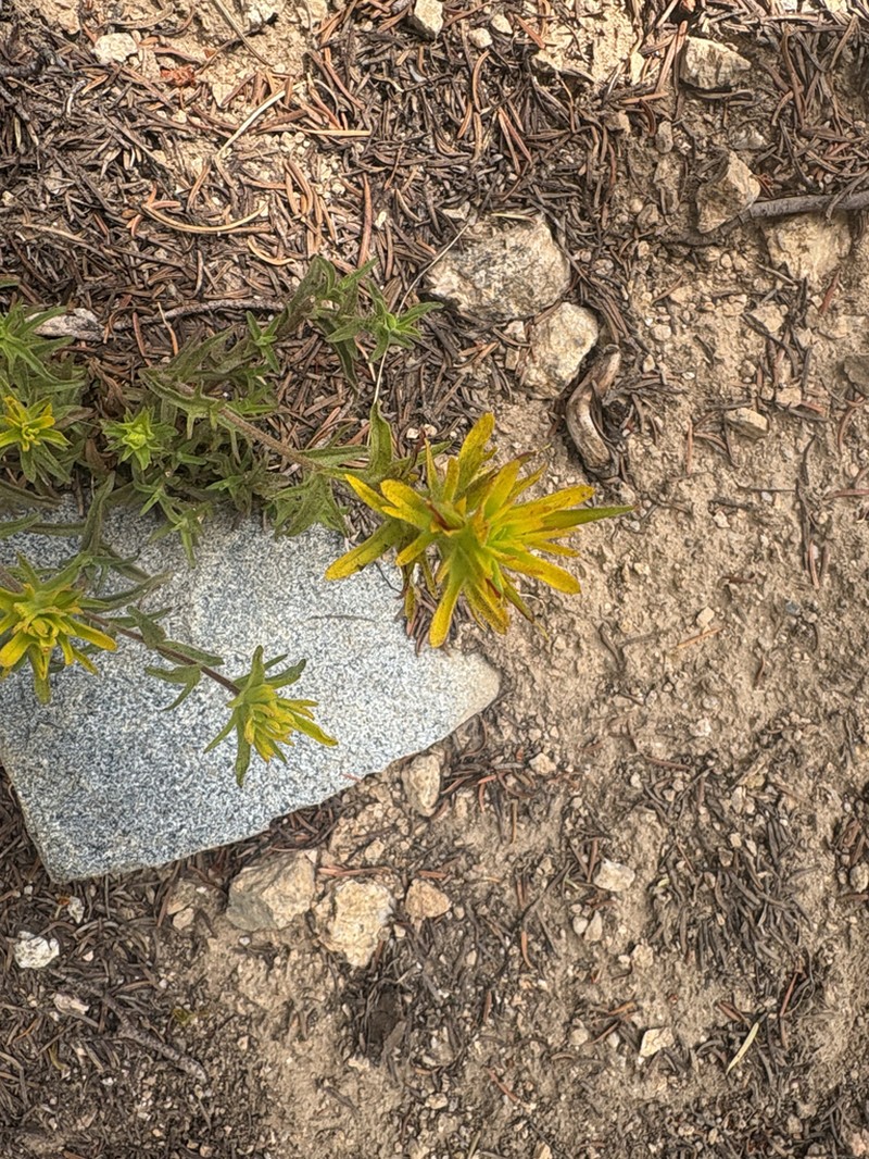 Yellow Indian Paintbrush photo 3