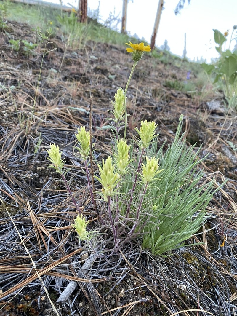 Yellow Indian Paintbrush photo 4
