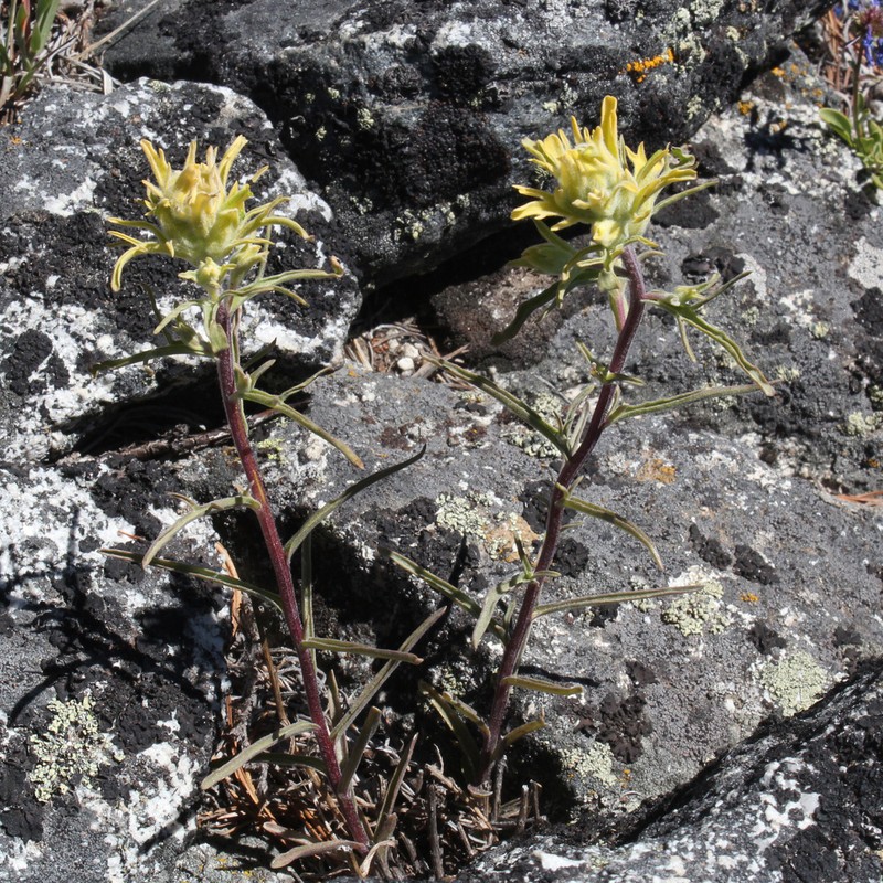 Yellow Indian Paintbrush photo 5