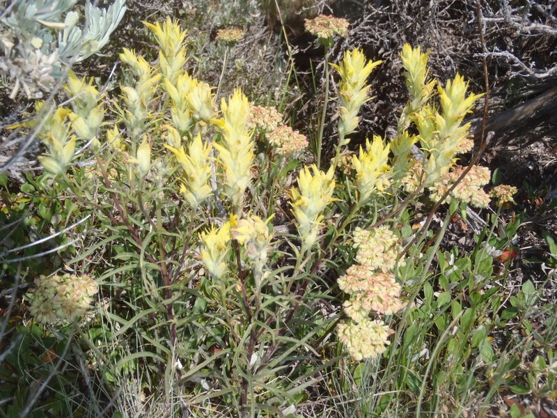 Yellow Indian Paintbrush photo 6