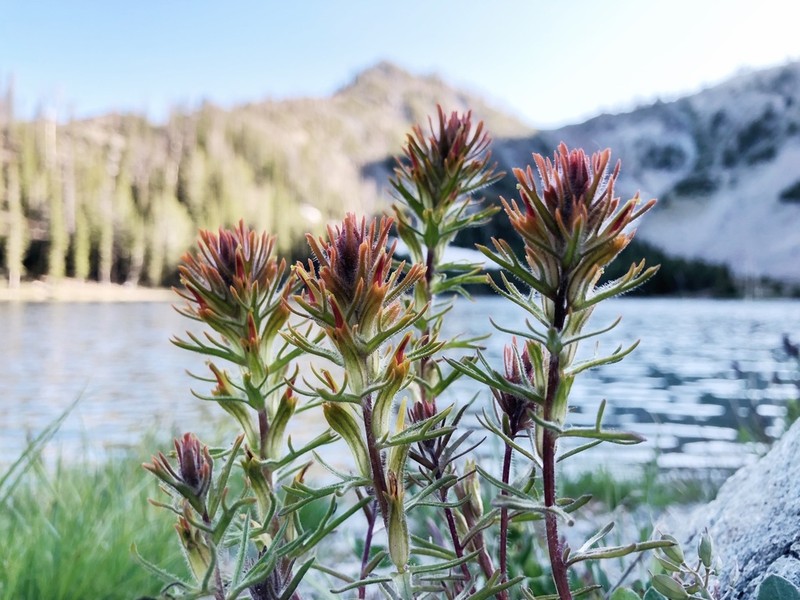 Yellow Indian Paintbrush photo 7