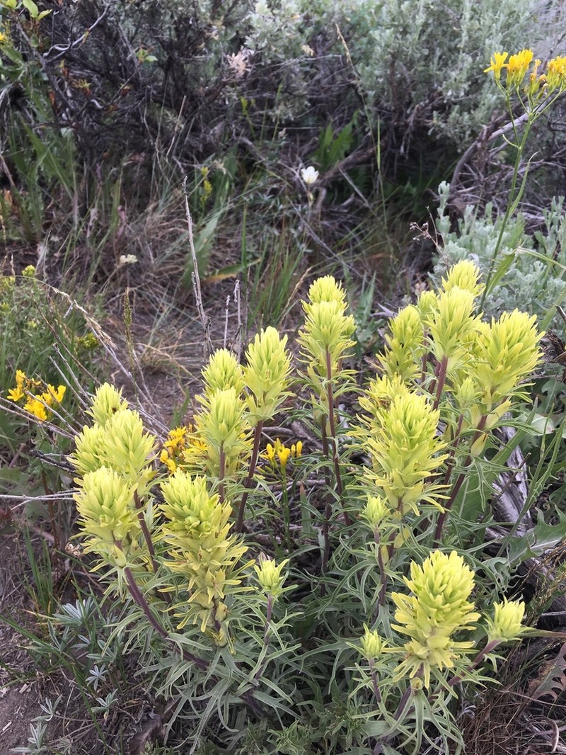 Yellow Indian Paintbrush photo 8
