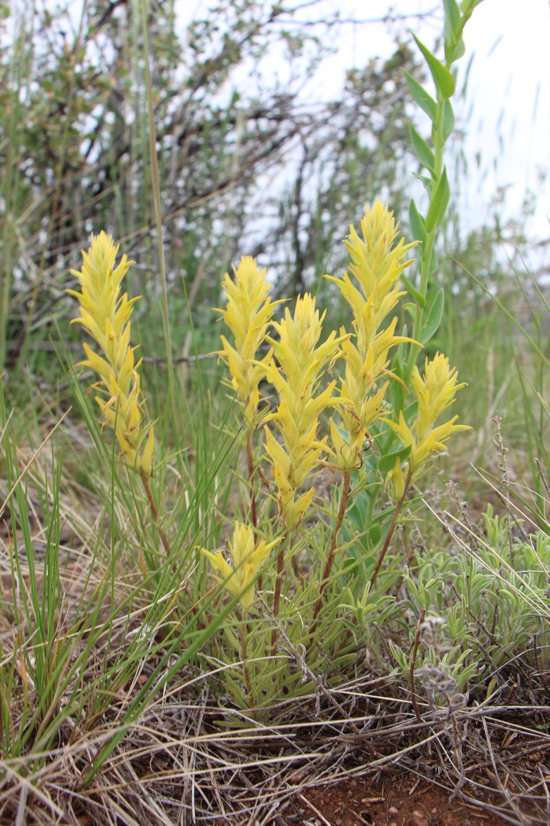Castilleja flava var. flava
