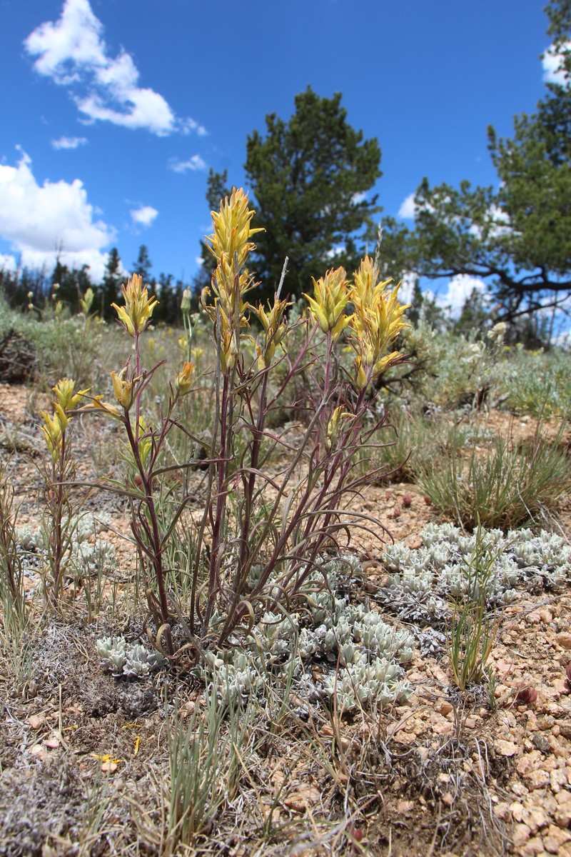 Castilleja flava var. flava photo 4