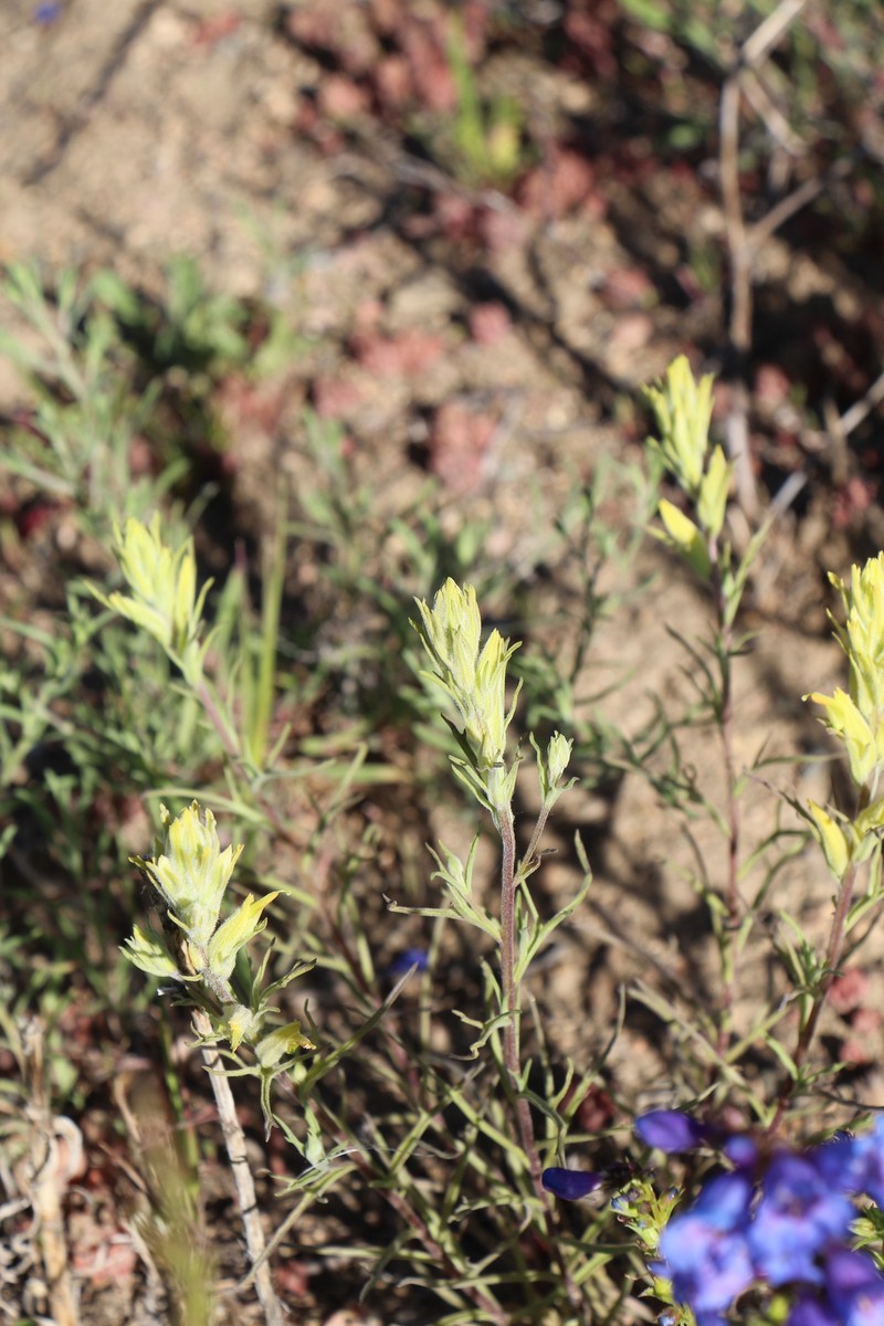 Castilleja flava var. flava photo 5
