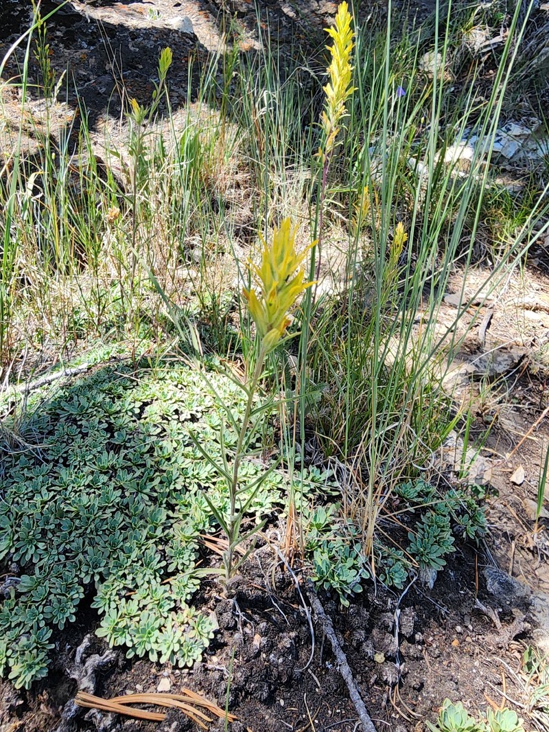 Castilleja flava var. flava photo 6