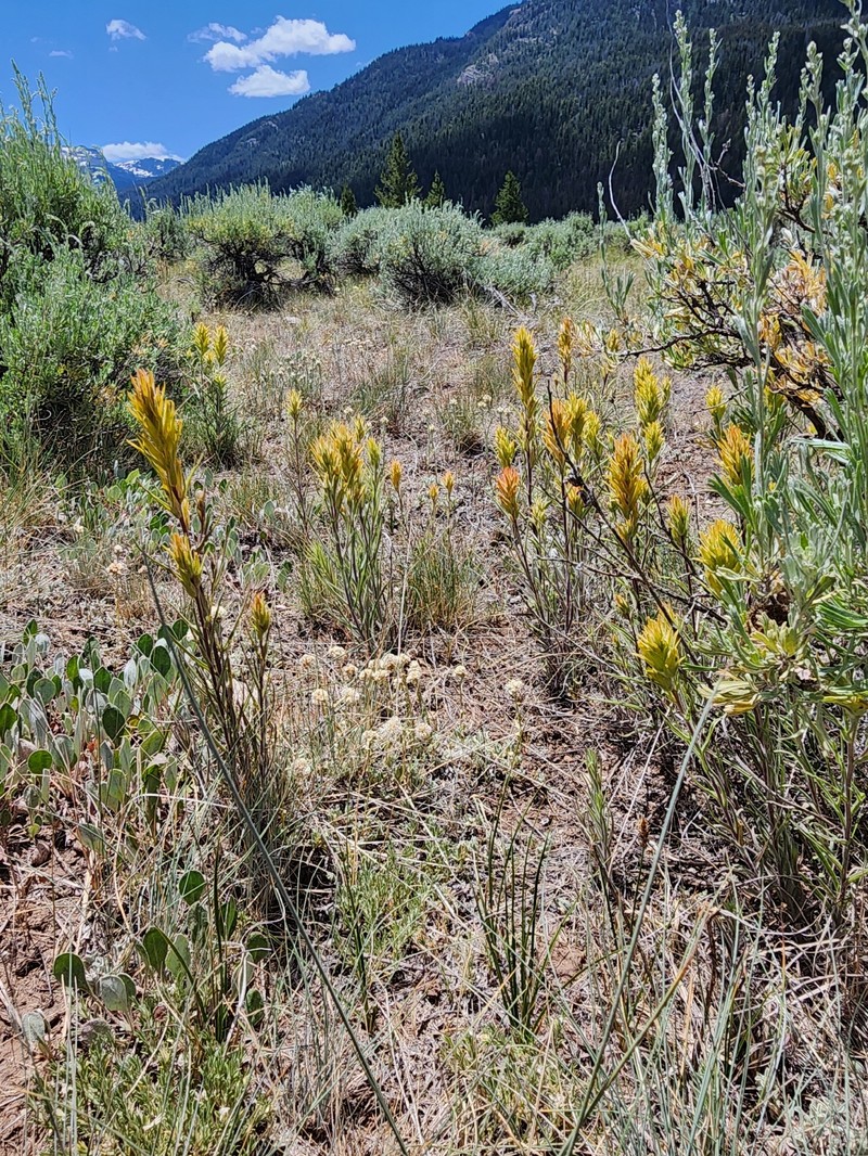 Castilleja flava var. flava photo 7