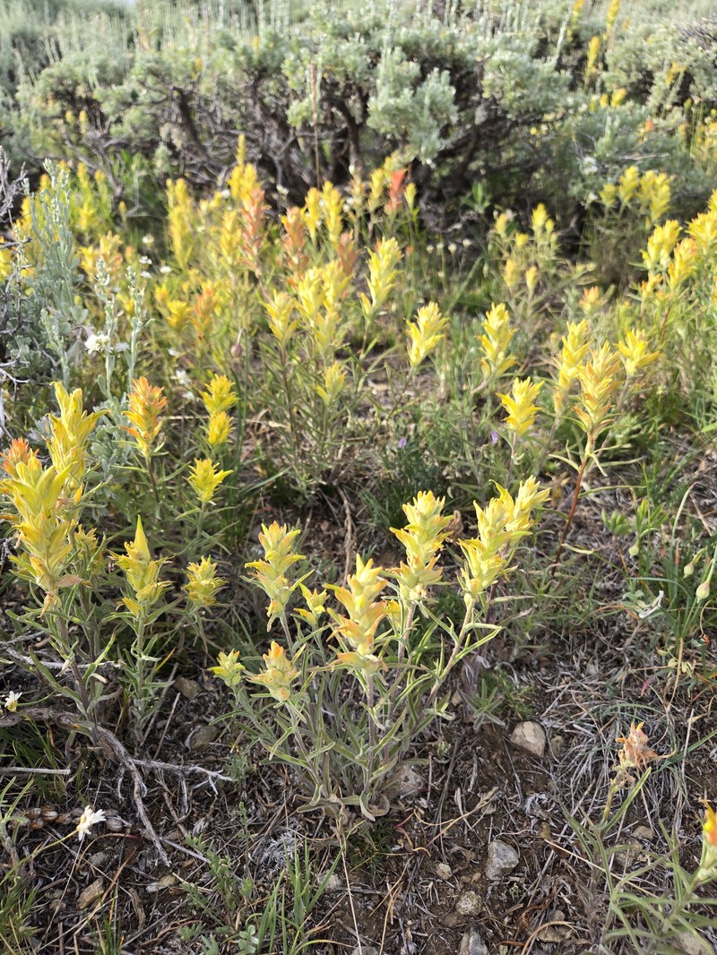 Castilleja flava var. flava photo 8
