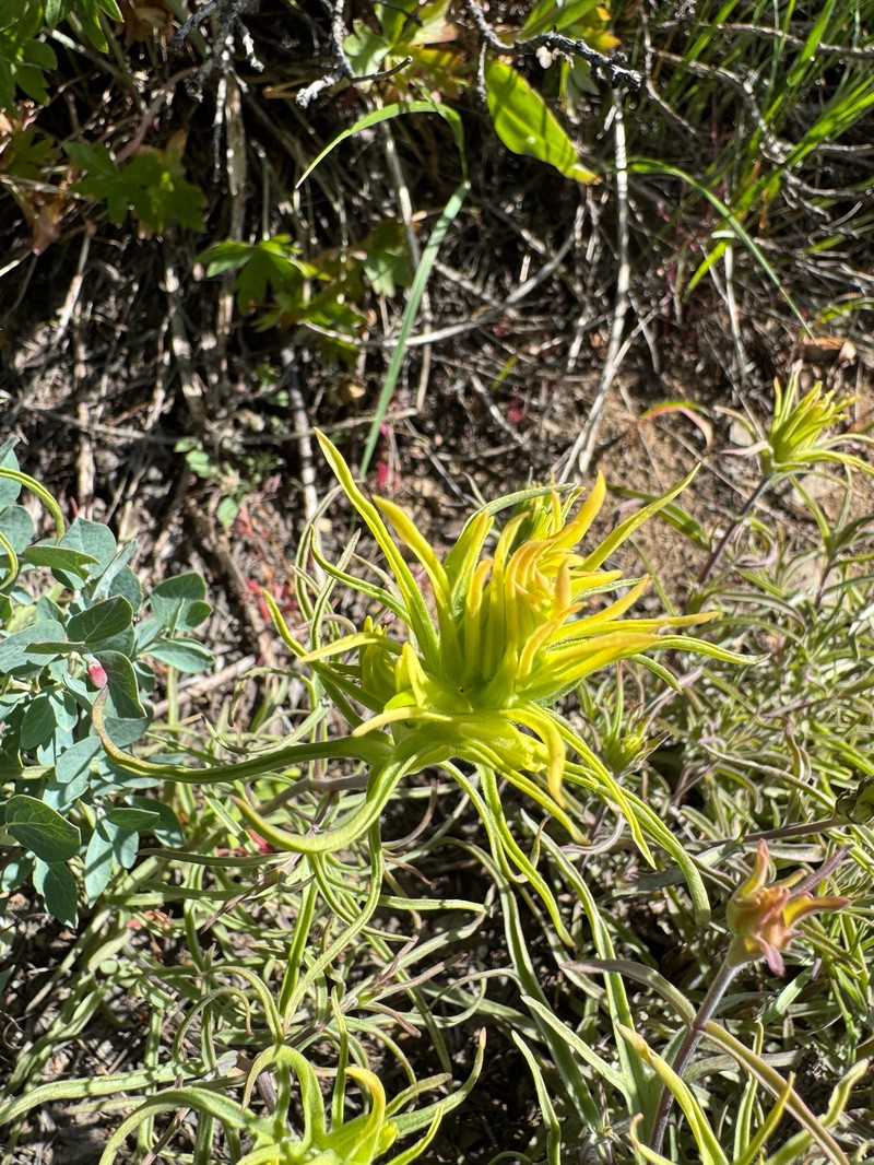 Castilleja flava var. rustica