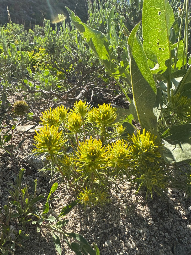Castilleja flava var. rustica photo 2